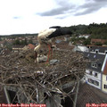 11_50-nest.jpg