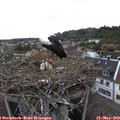 11_55-nest.jpg