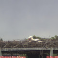 12_00-mast.jpg