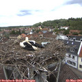 12_00-nest.jpg