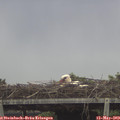 12_05-mast.jpg