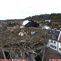 12_10-nest.jpg