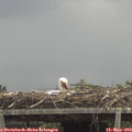 12_15-mast.jpg