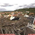 12_15-nest.jpg