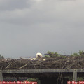 12_20-mast.jpg
