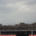 12_25-mast.jpg