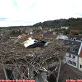12_30-nest.jpg