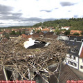 12_35-nest.jpg