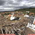 12_40-nest.jpg