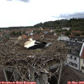 12_45-nest.jpg