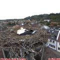 12_50-nest.jpg