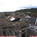 13_00-nest.jpg