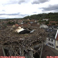 13_05-nest.jpg