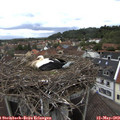 13_10-nest.jpg