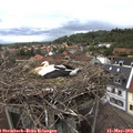 13_30-nest.jpg