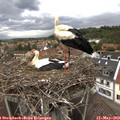 13_35-nest.jpg