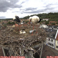 13_40-nest.jpg