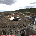 13_45-nest.jpg