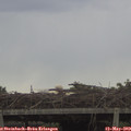 13_50-mast.jpg