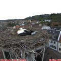 13_50-nest.jpg