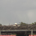 14_00-mast.jpg