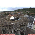 14_00-nest.jpg