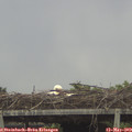 14_05-mast.jpg