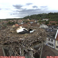 14_05-nest.jpg