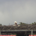 14_10-mast.jpg