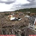 14_10-nest.jpg