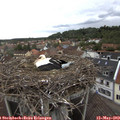 14_15-nest.jpg