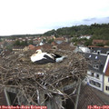 14_20-nest.jpg