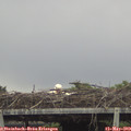14_25-mast.jpg