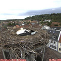 14_25-nest.jpg