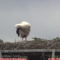 14_30-mast.jpg