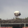 14_35-mast.jpg