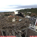 14_35-nest.jpg