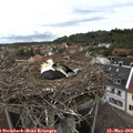 14_45-nest.jpg