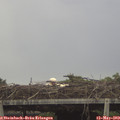 14_50-mast.jpg