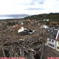 14_50-nest.jpg