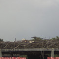 14_55-mast.jpg