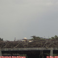 15_00-mast.jpg