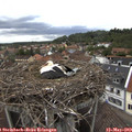 15_00-nest.jpg
