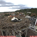 15_05-nest.jpg