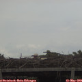 15_10-mast.jpg