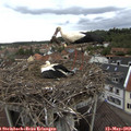 15_10-nest.jpg