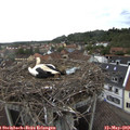 15_15-nest.jpg