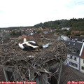 15_20-nest.jpg
