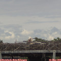 15_30-mast.jpg