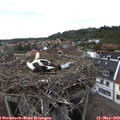 15_30-nest.jpg